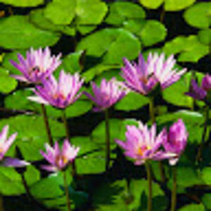 Meet your Posher, Joyce